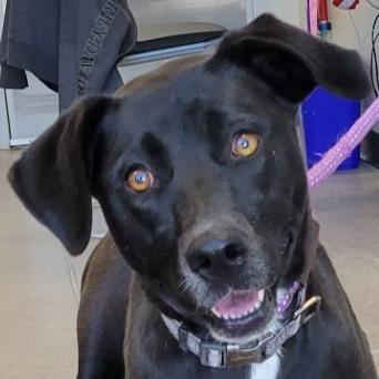 Enlarge Ebony, a Adoptable Mixed Breed in Las Cruces, NM image 2/6