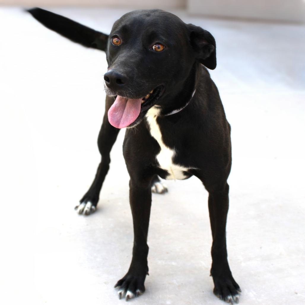 Enlarge Ebony, a Adoptable Mixed Breed in Las Cruces, NM image 2/6