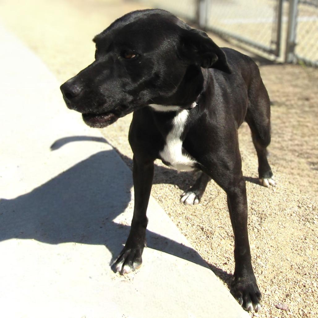 Enlarge Ebony, a Adoptable Mixed Breed in Las Cruces, NM image 3/6