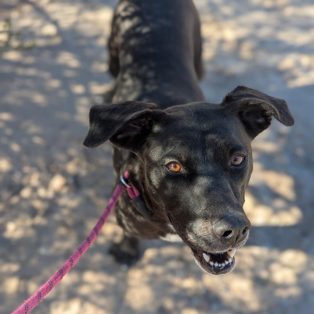 Enlarge Ebony, a Adoptable Mixed Breed in Las Cruces, NM image 3/5