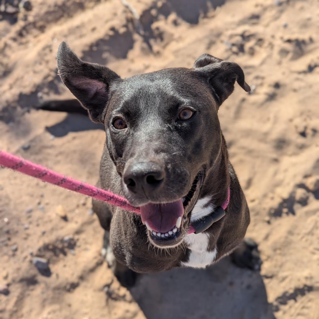 Enlarge Ebony, a Adoptable Mixed Breed in Las Cruces, NM image 4/6