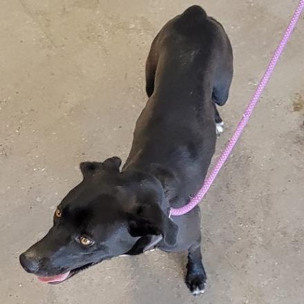 Enlarge Ebony, a Adoptable Mixed Breed in Las Cruces, NM image 4/6