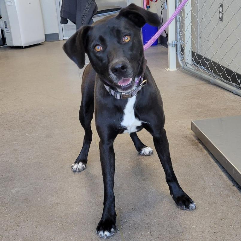 Enlarge Ebony, a Adoptable Mixed Breed in Las Cruces, NM image 5/6
