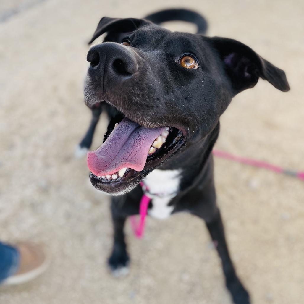 Enlarge Ebony, a Adoptable Mixed Breed in Las Cruces, NM image 5/6