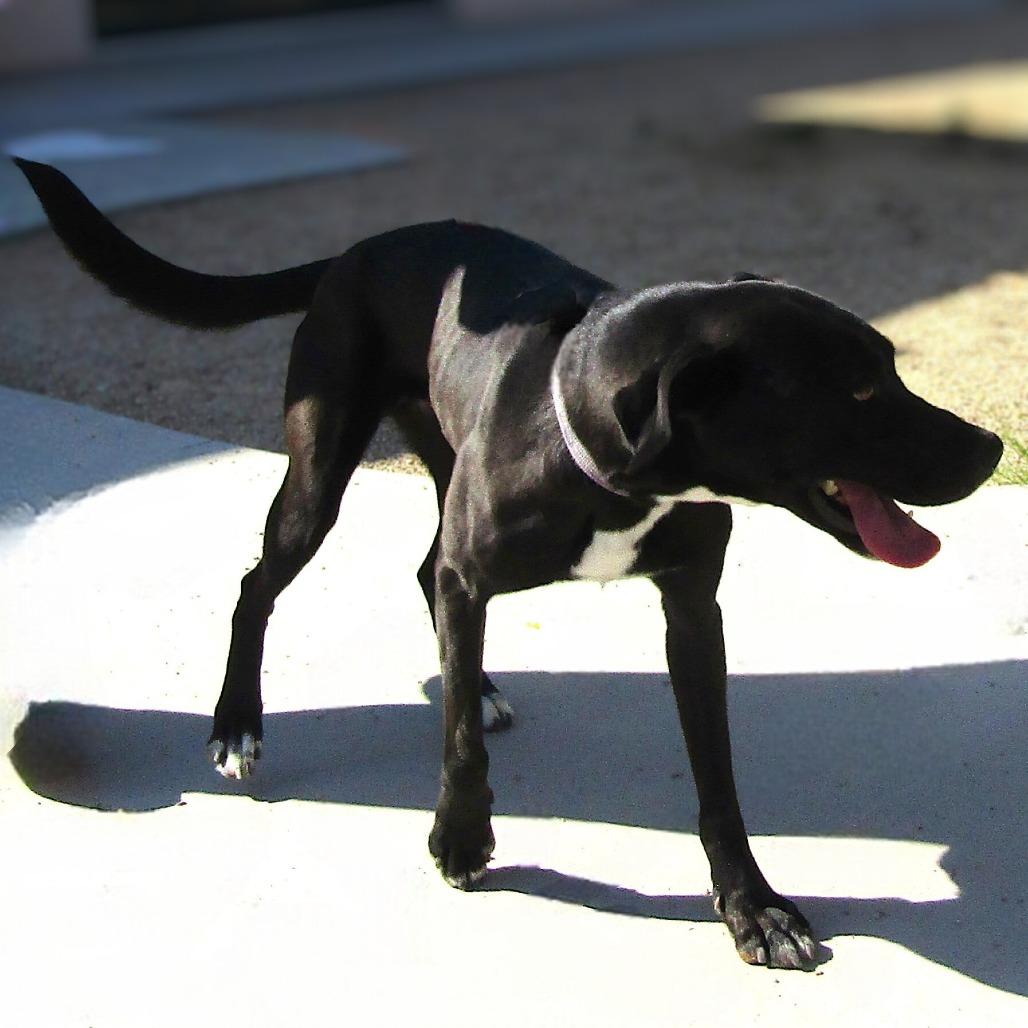 Enlarge Ebony, a Adoptable Mixed Breed in Las Cruces, NM image 6/6
