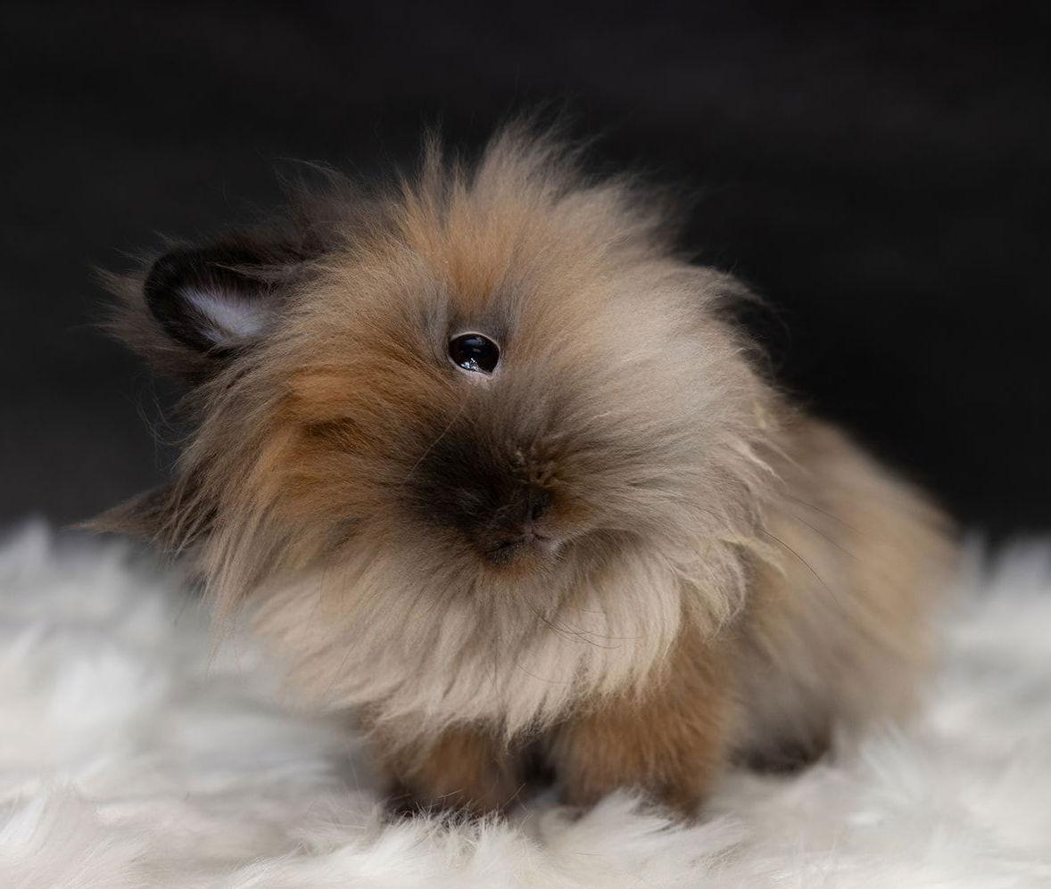 Maize, Adoptable, Young Male Lionhead.