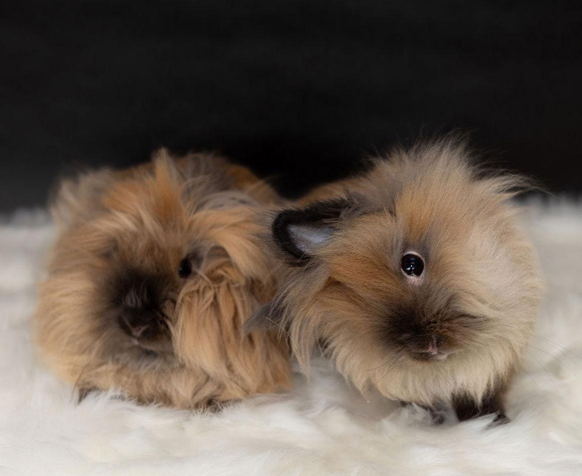 Enlarge Maize, a Adoptable Lionhead in Lakeville, MN image 3/3
