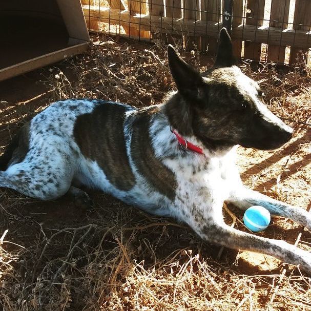 Ruger