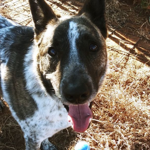 Ruger