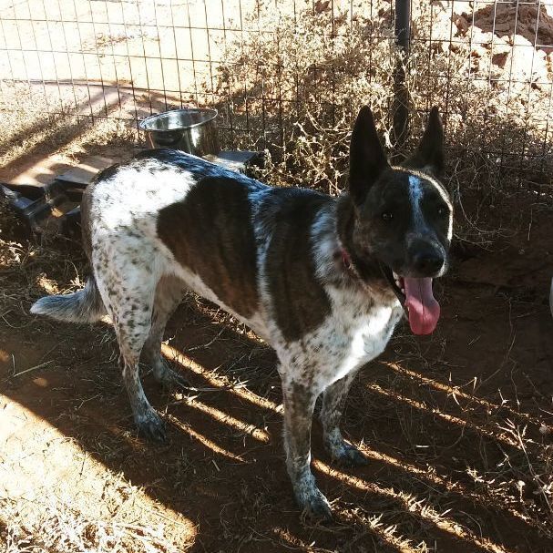 Ruger