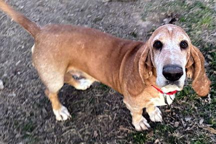 Enlarge FRED, a Adoptable Basset Hound in Mays Landing, NJ image 1/3