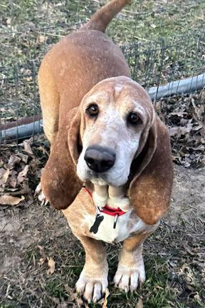 Enlarge FRED, a Adoptable Basset Hound in Mays Landing, NJ image 2/3