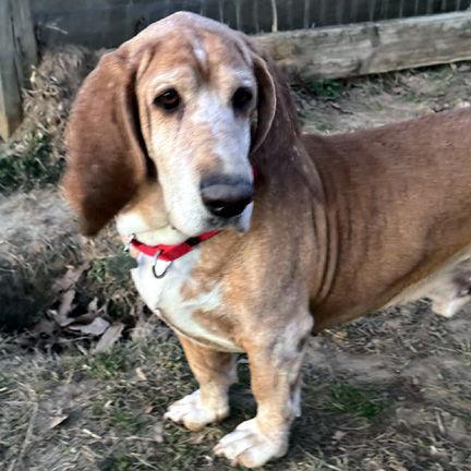 Enlarge FRED, a Adoptable Basset Hound in Mays Landing, NJ image 3/3