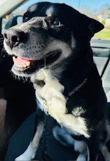 Woodrow "Woody" {COMING SOON}, Adoptable, Adult Male Australian Kelpie & Husky.