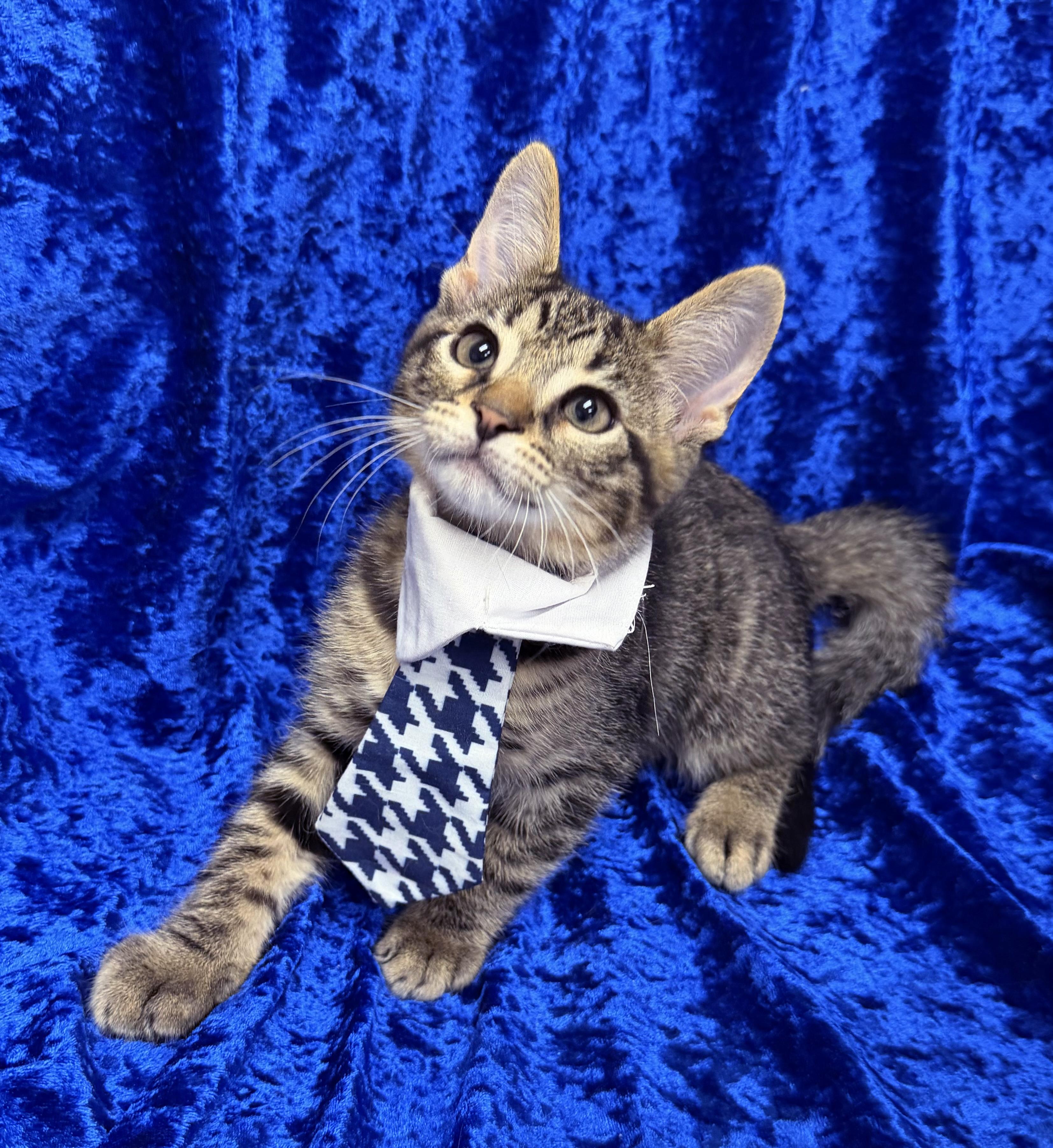 Pibble, ADOPTABLE, Kitten Male Domestic Short Hair & Tabby.