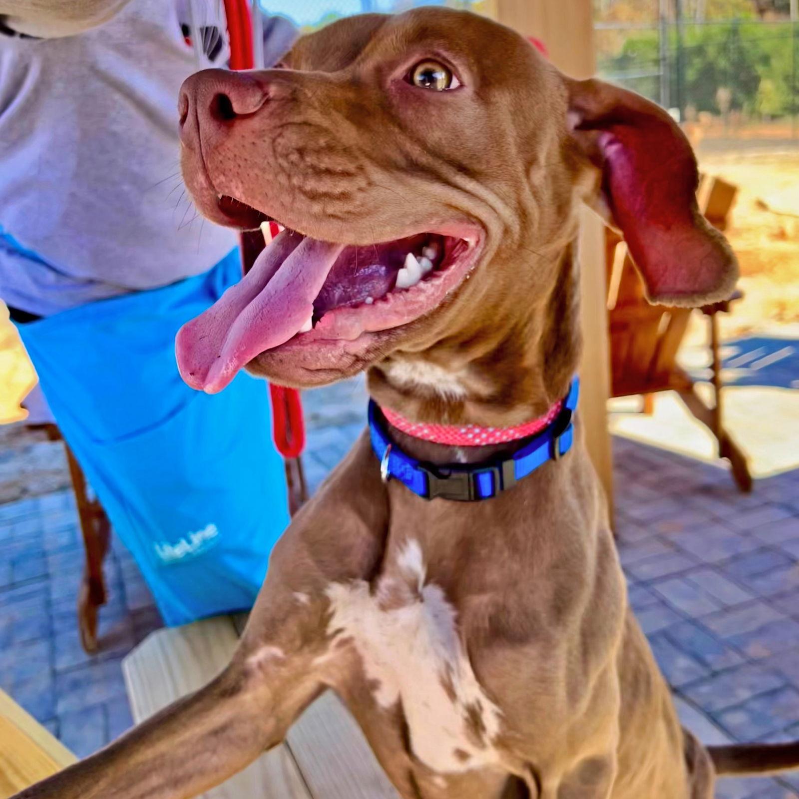 Enlarge Pebbles, a Adopted Vizsla in Atlanta, GA image 1/3