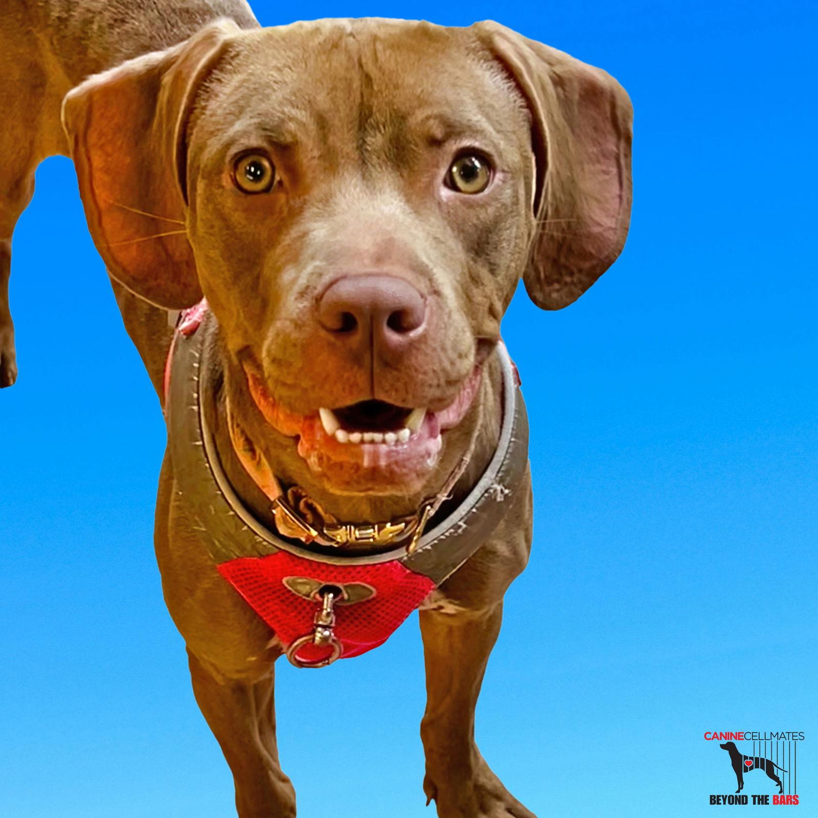 Enlarge Pebbles, a Adopted Vizsla in Atlanta, GA image 2/3