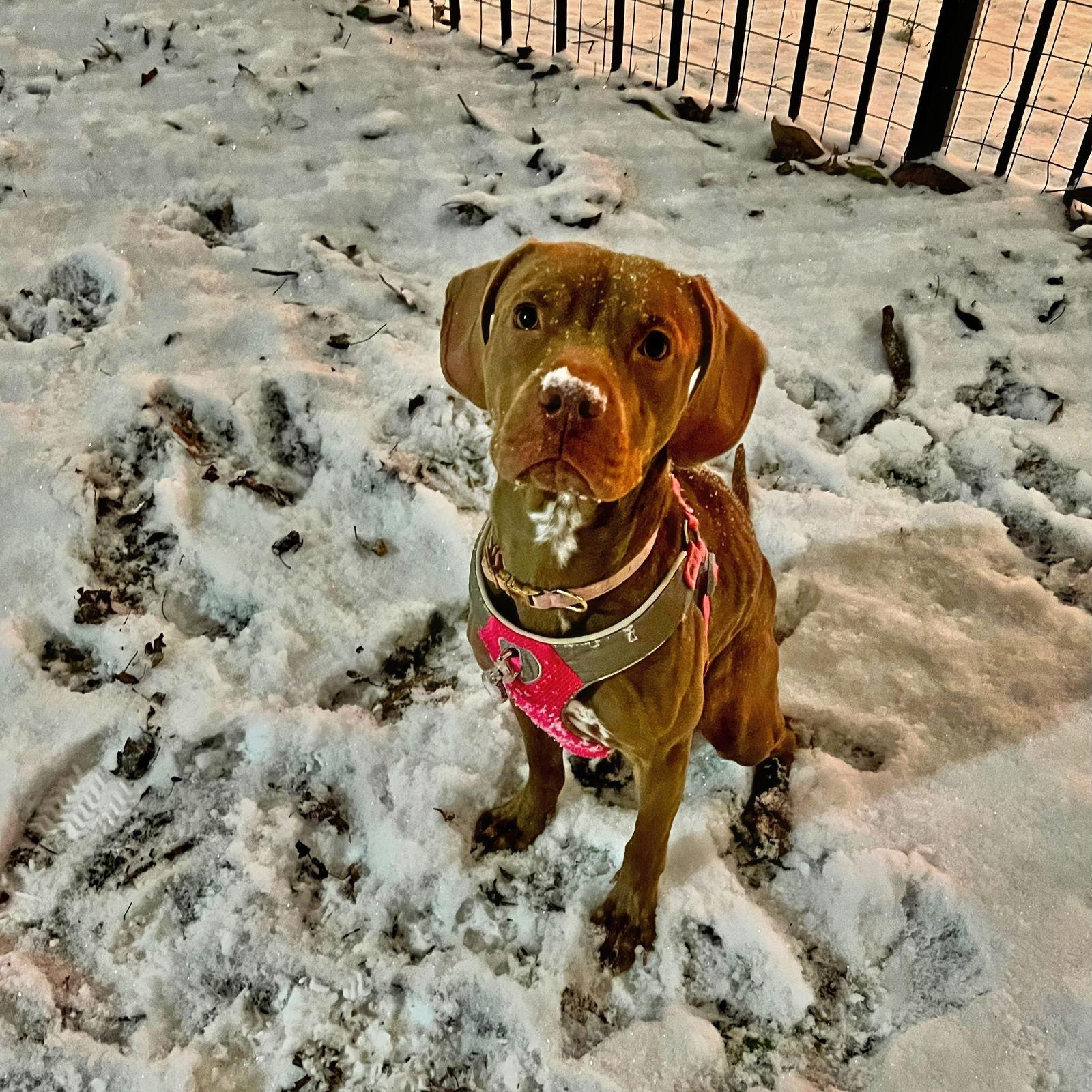 Enlarge Pebbles, a Adopted Vizsla in Atlanta, GA image 3/3