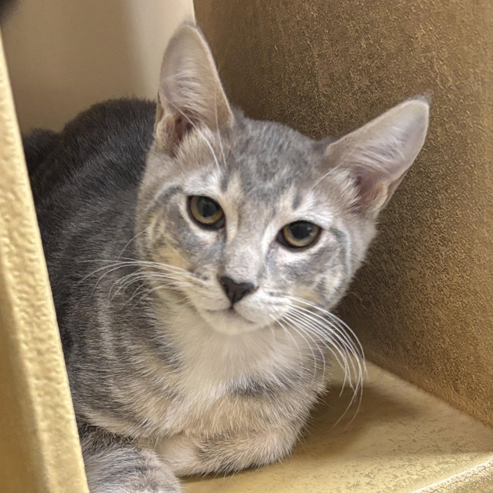 Dusty, Adopted, Kitten Female Domestic Short Hair.