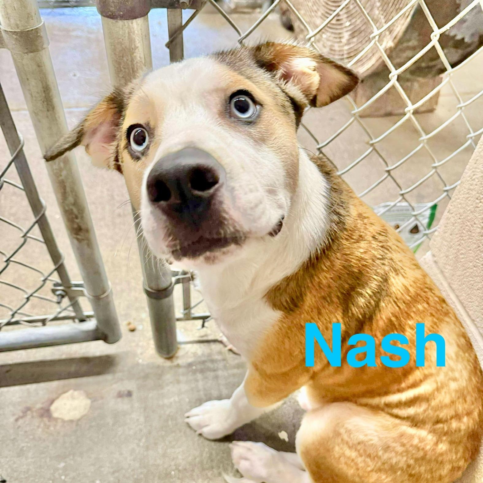 Nash
