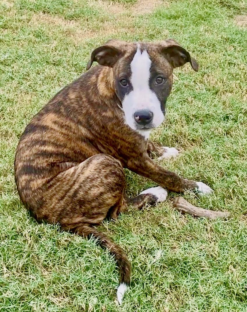 Enlarge Lily Rose, a Adoptable mixed breed in Southaven , MS image 6/6