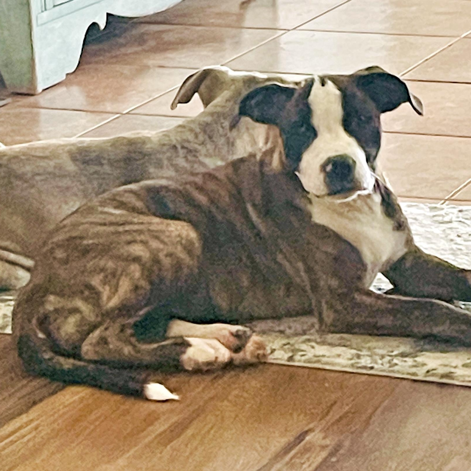 Lily Rose, Adoptable, Puppy Female Mixed Breed & American Staffordshire Terrier.