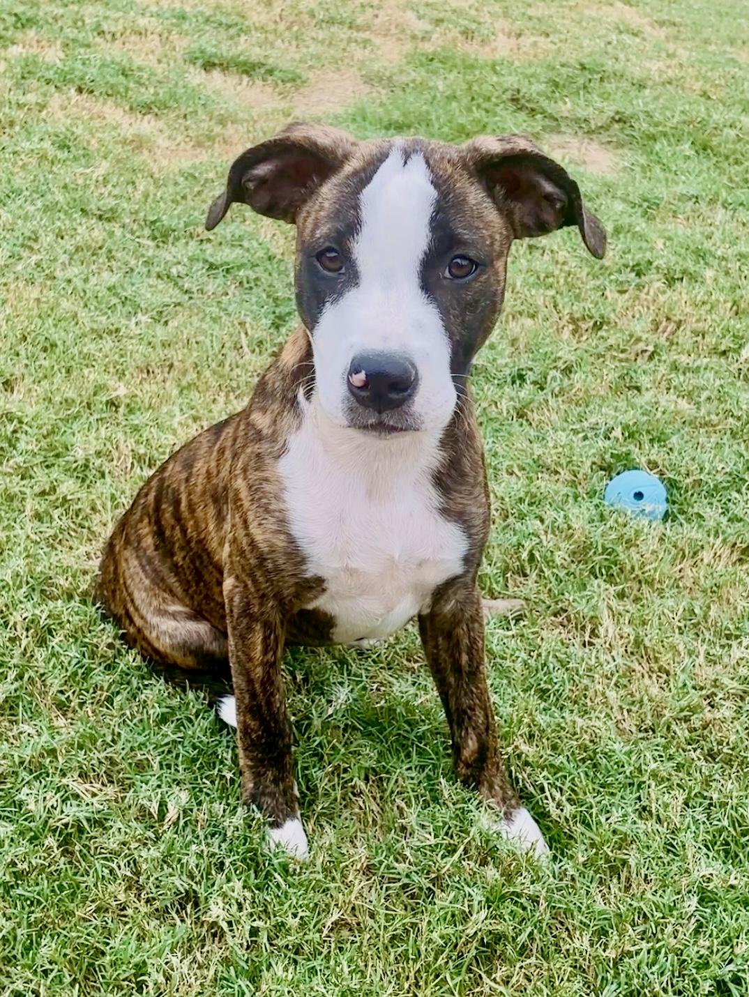 Enlarge Lily Rose, a Adoptable mixed breed in Southaven , MS image 2/6