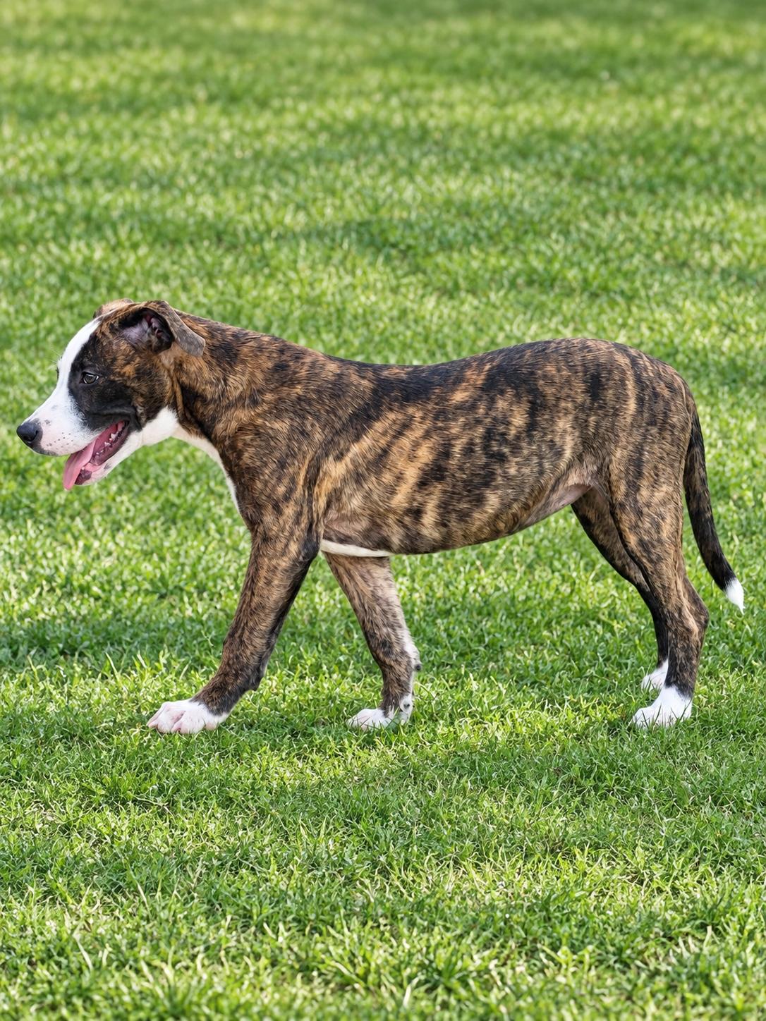 Enlarge Lily Rose, a Adoptable mixed breed in Southaven , MS image 4/6