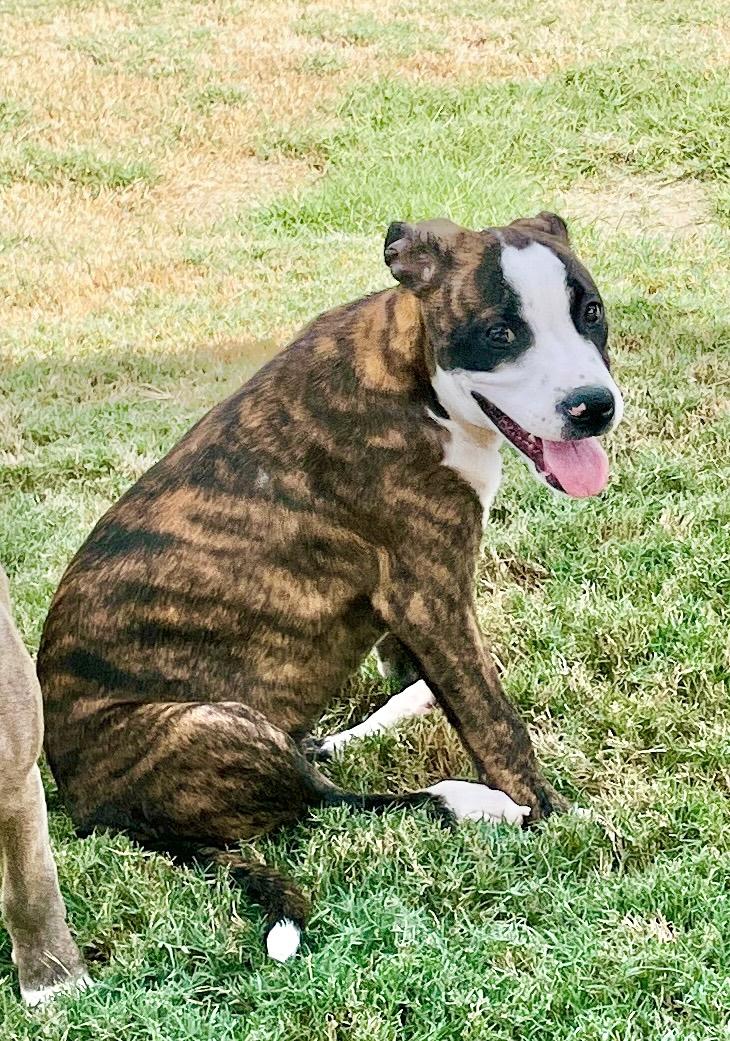 Enlarge Lily Rose, a Adoptable mixed breed in Southaven , MS image 3/6