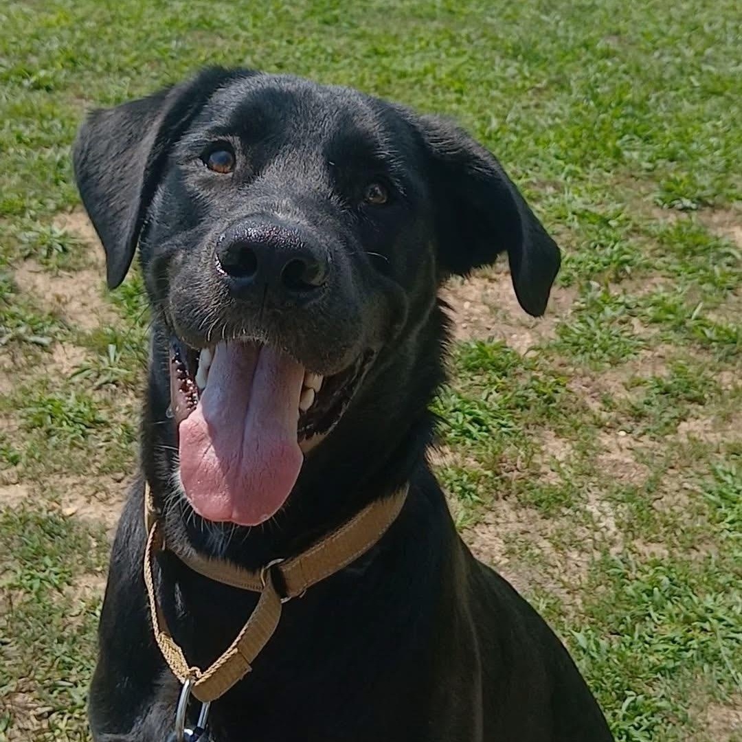 Enlarge Jimmy, an adoptable mixed breed in Elkton, MD image 4/6