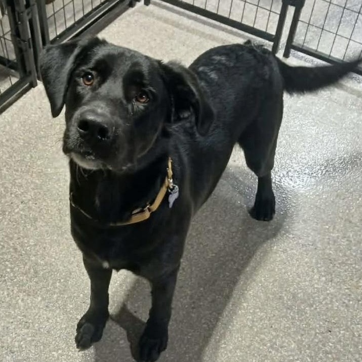 Enlarge Jimmy, a Adoptable mixed breed in Elkton, MD image 2/2