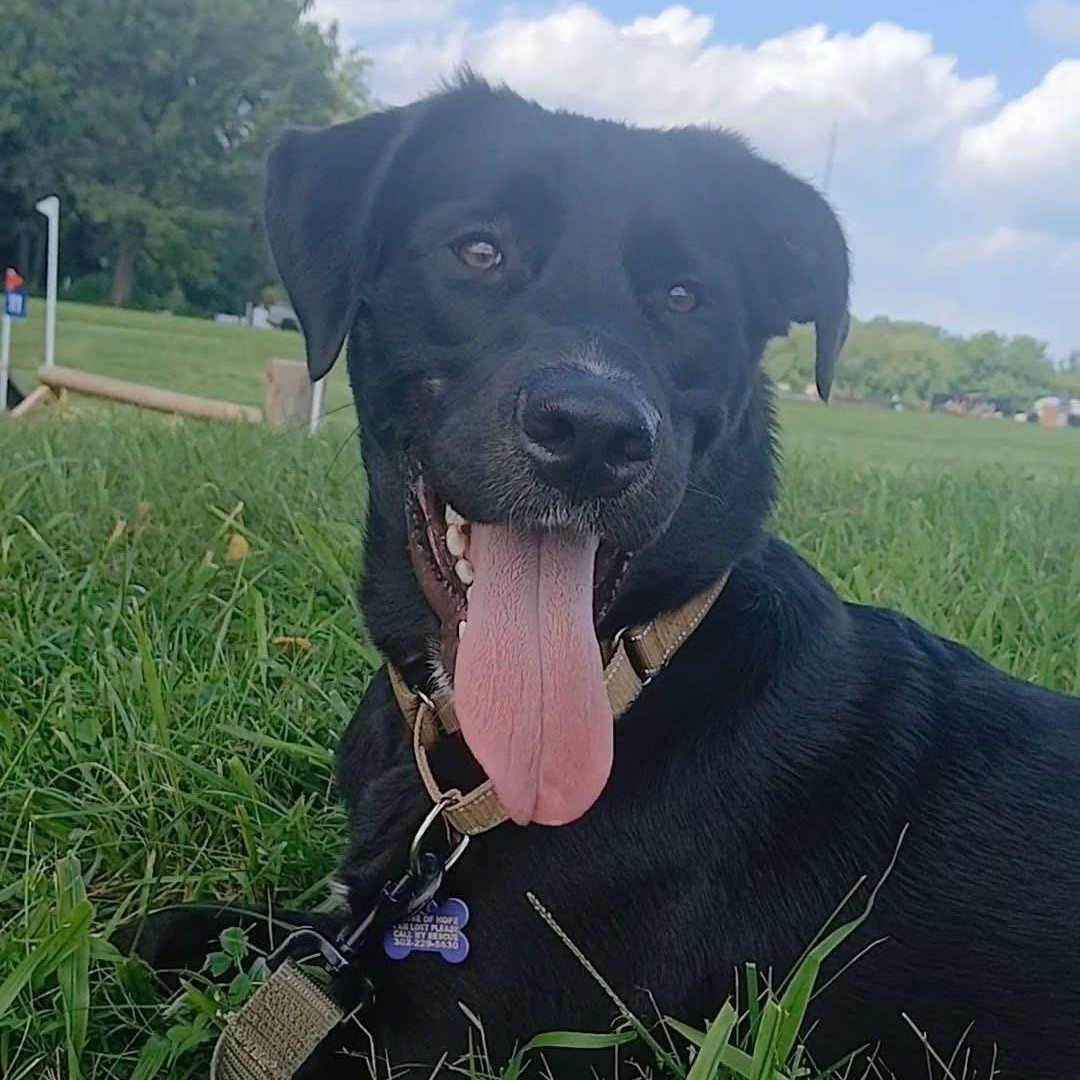 Jimmy, adoptable, Young Male Labrador Retriever.