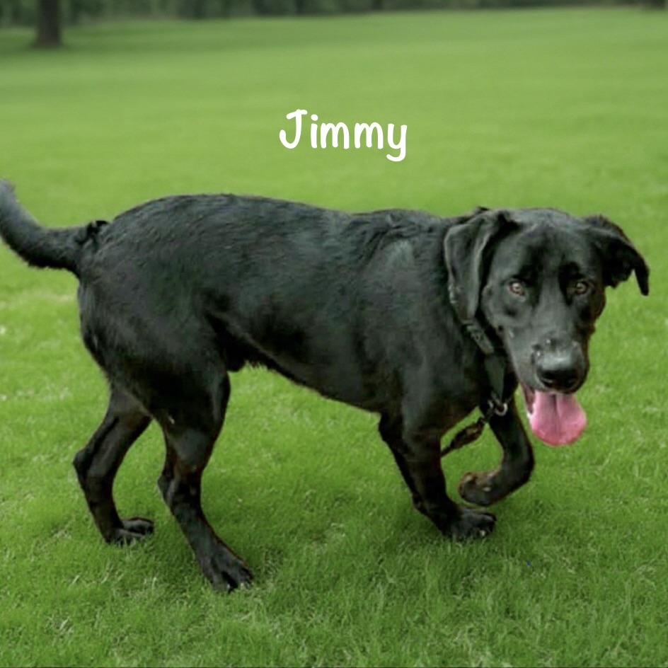 Jimmy, Adoptable, Young Male Labrador Retriever.