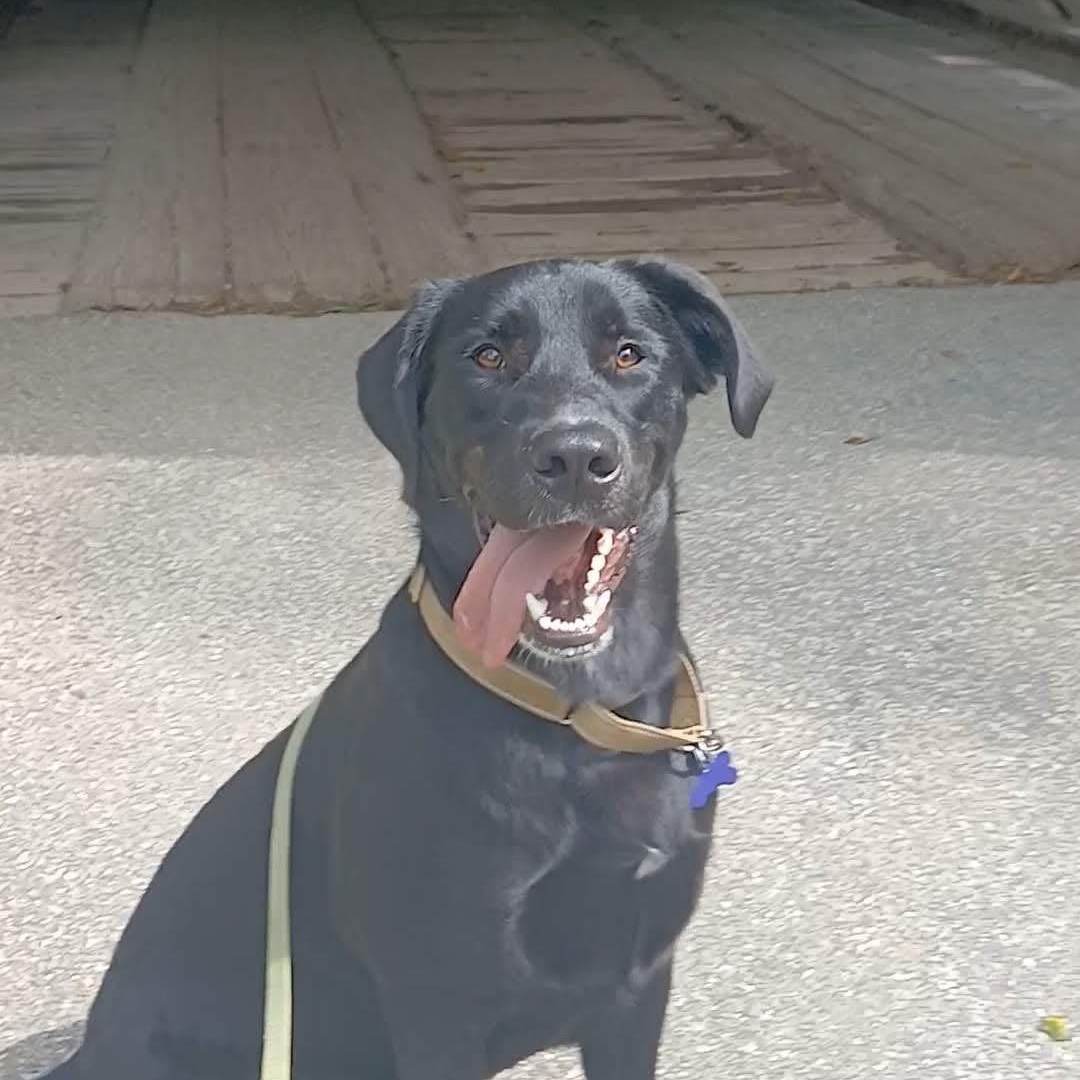 Enlarge Jimmy, an adoptable mixed breed in Elkton, MD image 3/6