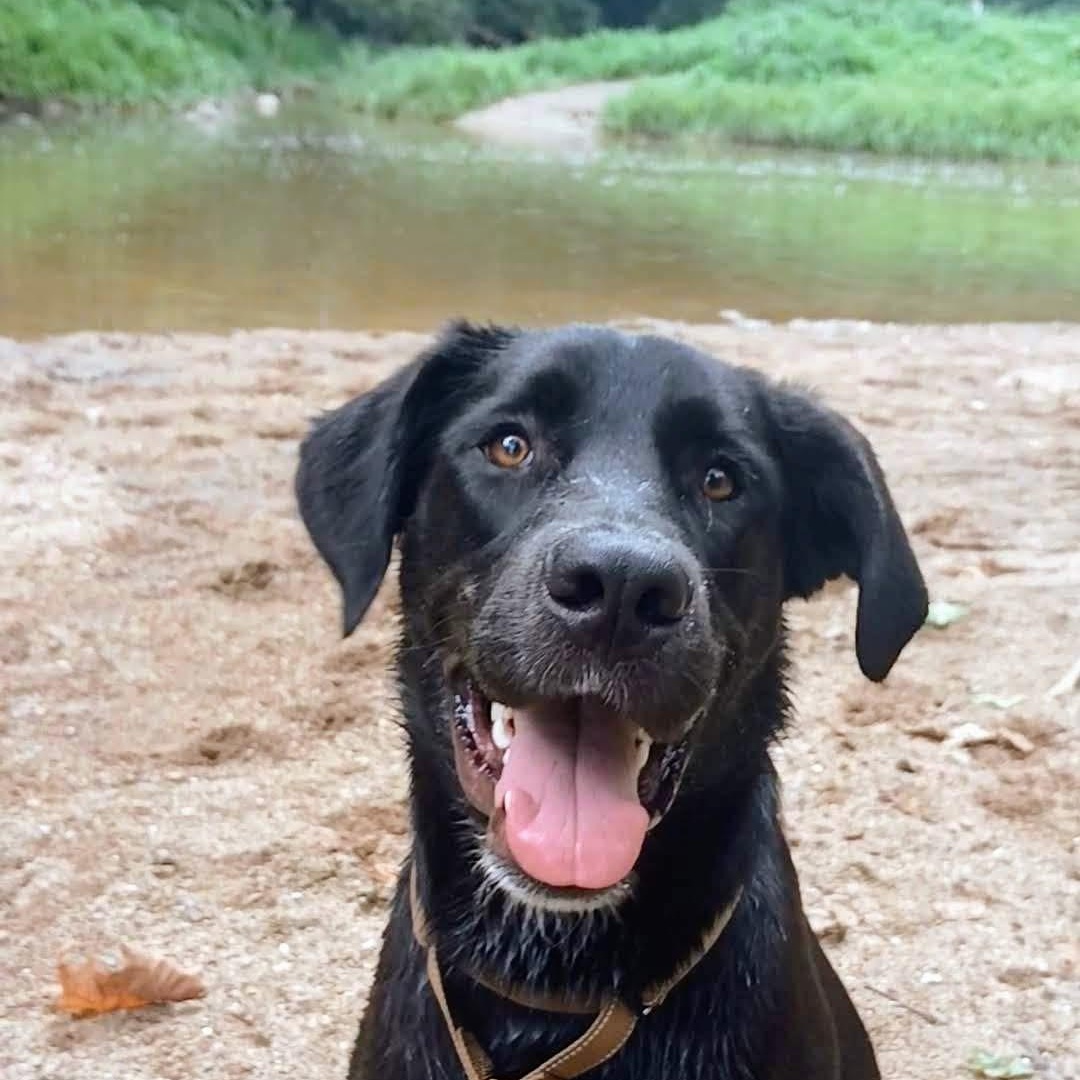Enlarge Jimmy, an adoptable mixed breed in Elkton, MD image 2/6