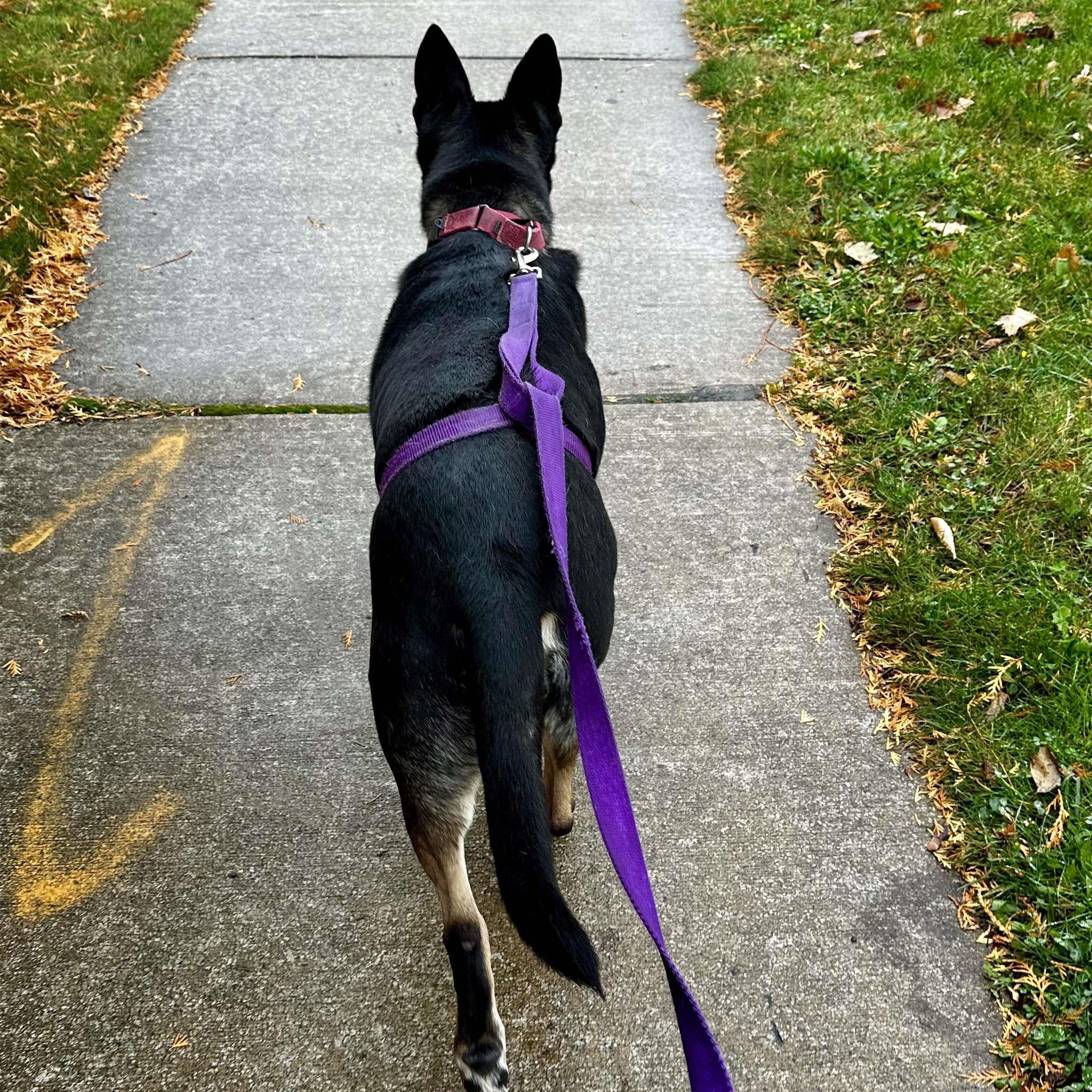 Enlarge Waffles: Adopt or Forever Foster, a Adoptable mixed breed in Rochester, NY image 3/6