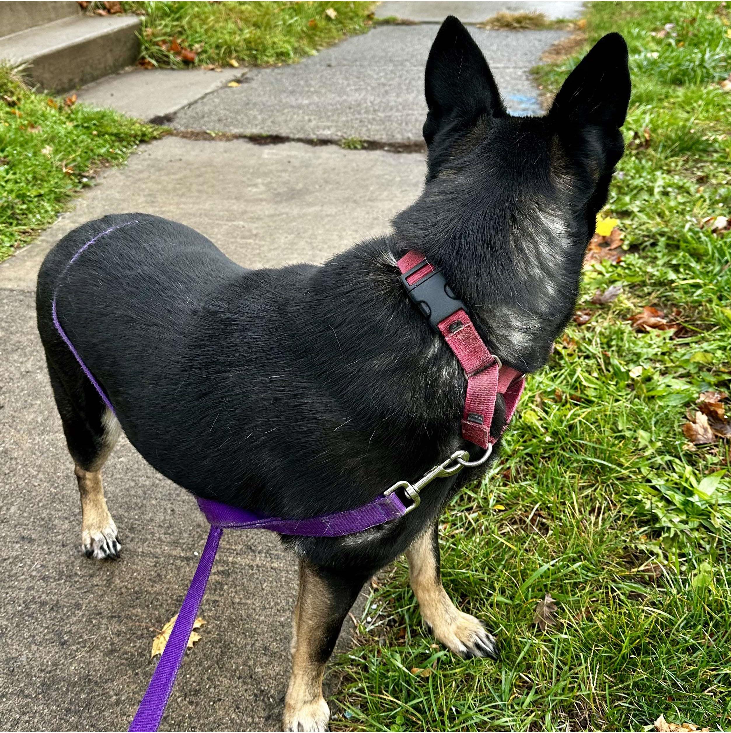 Enlarge Waffles: Adopt or Forever Foster, a Adoptable mixed breed in Rochester, NY image 4/6