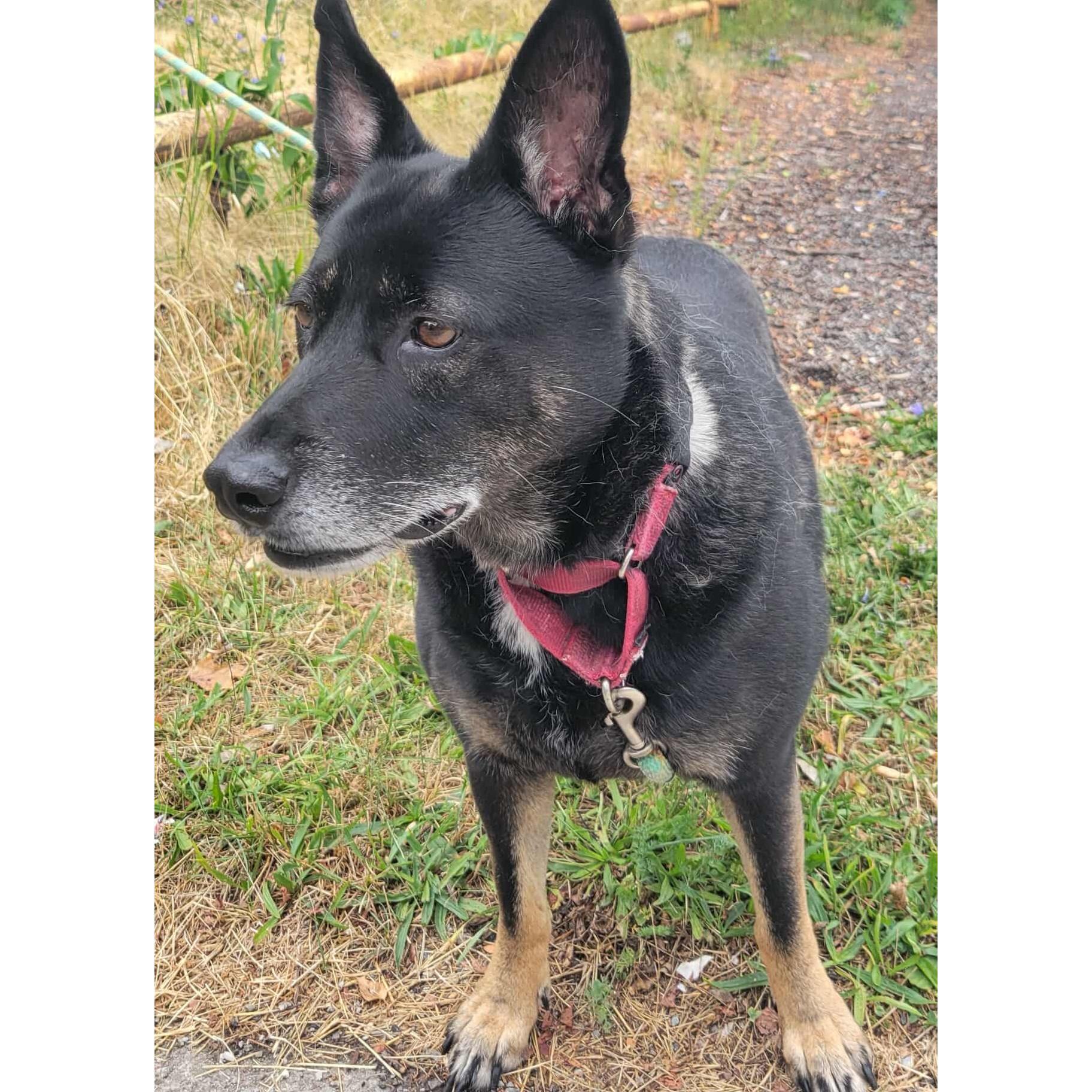 Enlarge Waffles: Adopt or Forever Foster, a Adoptable mixed breed in Rochester, NY image 2/6