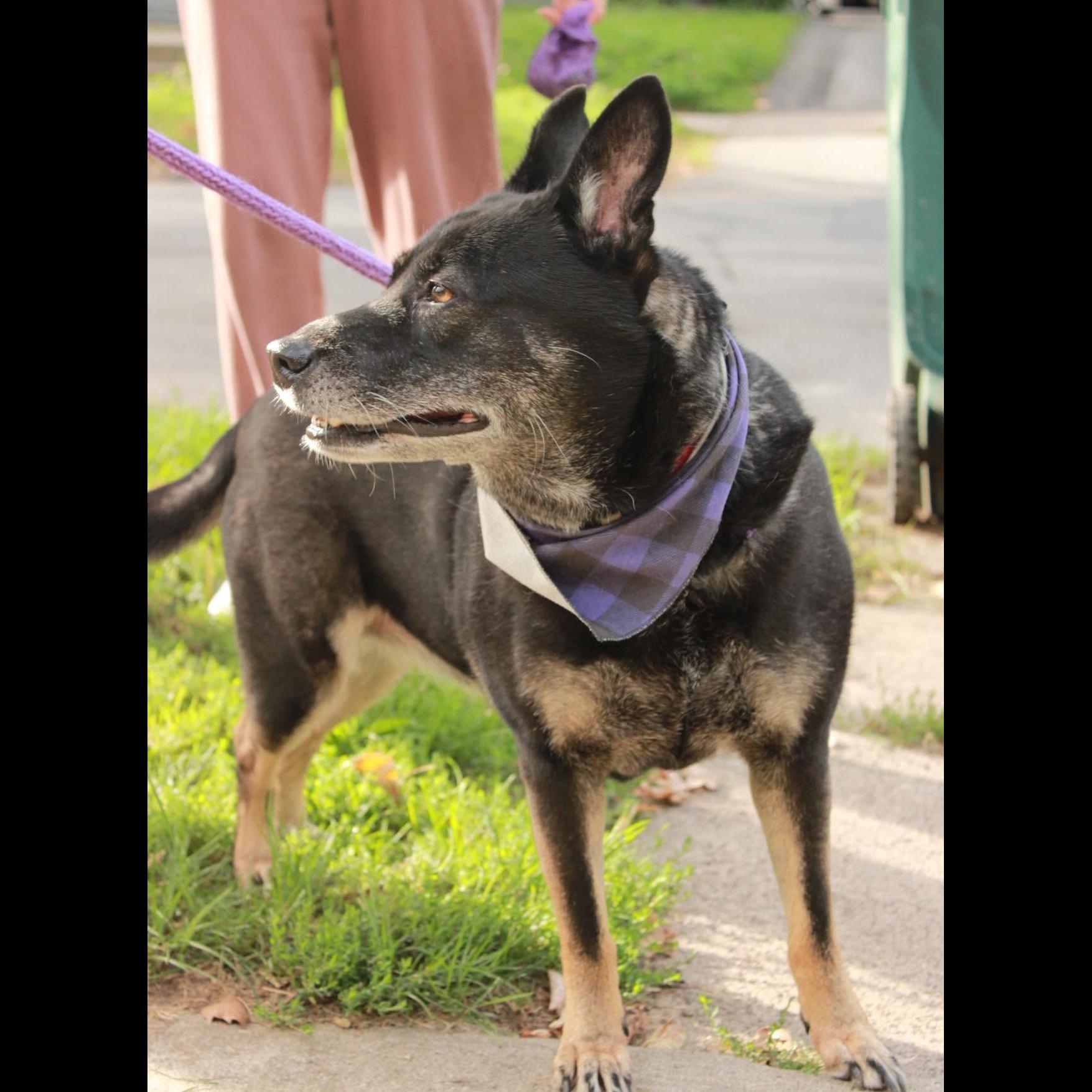 Enlarge Waffles: Adopt or Forever Foster, a Adoptable mixed breed in Rochester, NY image 1/6