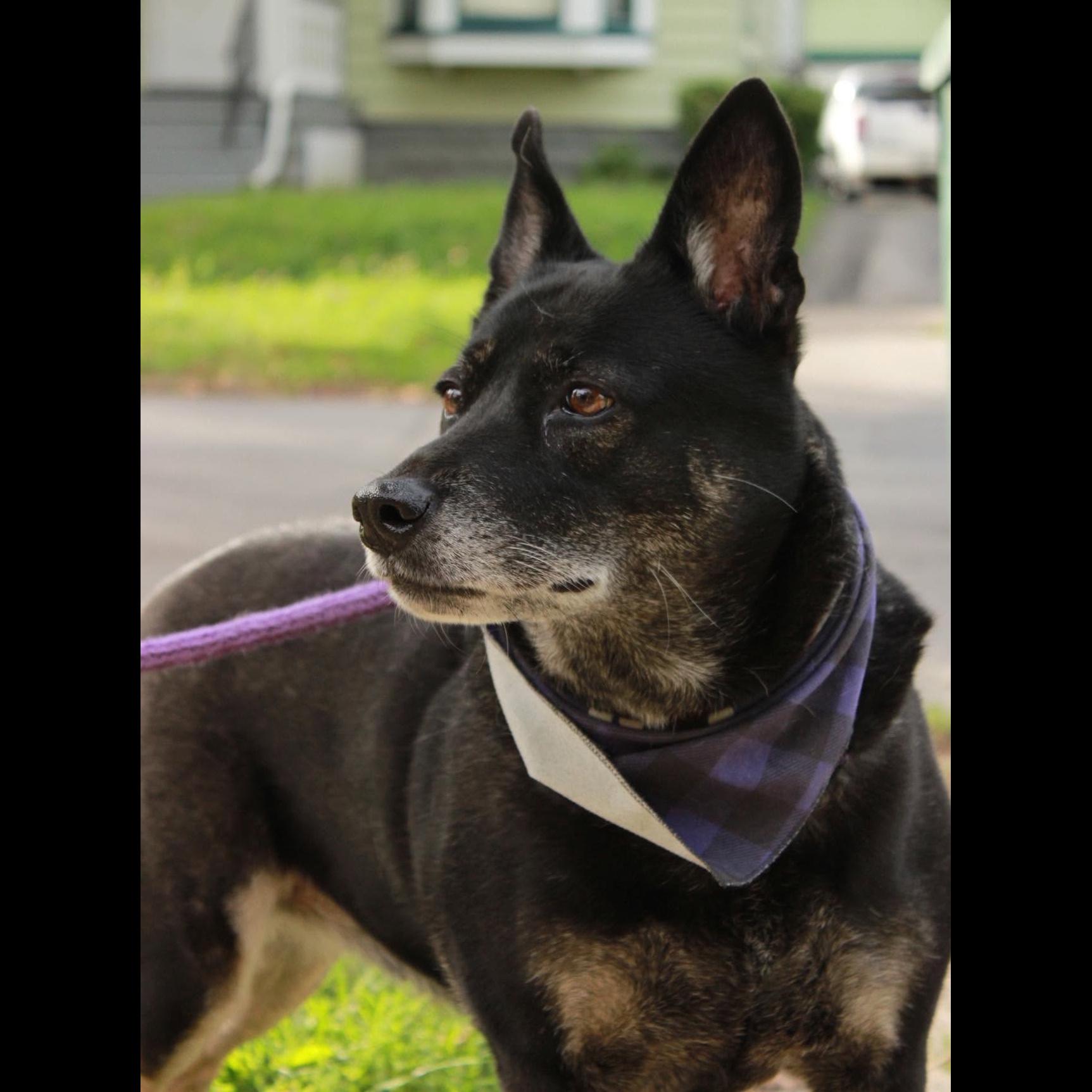 Enlarge Waffles: Adopt or Forever Foster, a Adoptable mixed breed in Rochester, NY image 2/6
