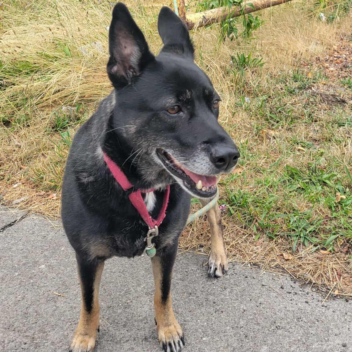 Waffles: Adopt or Forever Foster, Adoptable, Senior Female German Shepherd Dog.