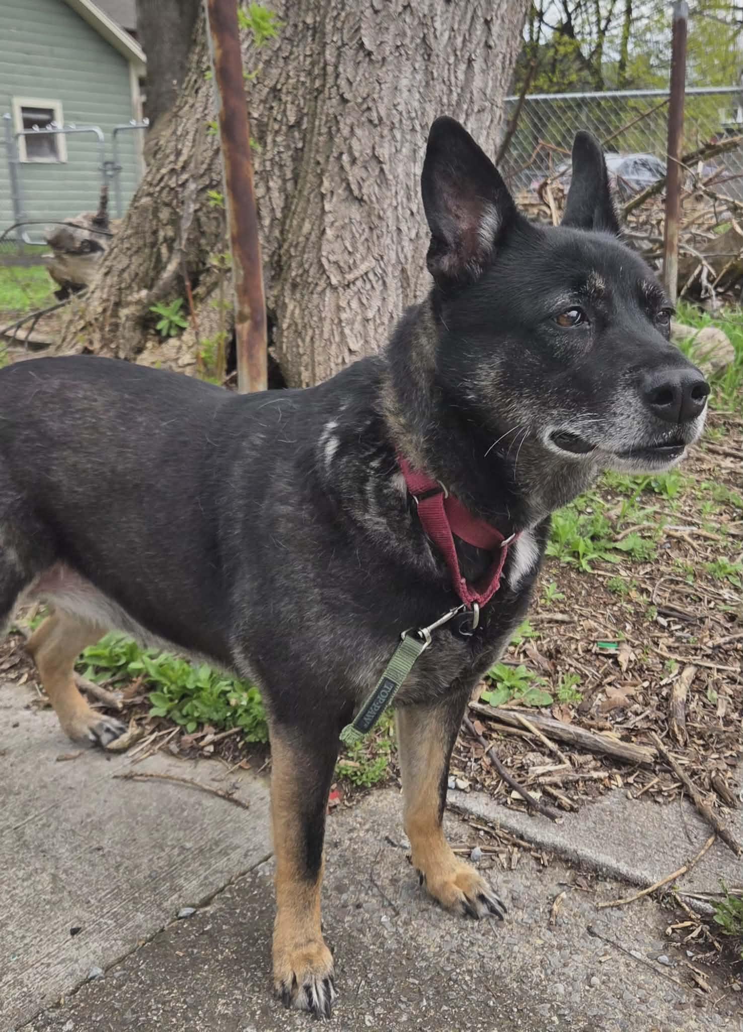 Enlarge Waffles: Adopt or Forever Foster, a Adoptable mixed breed in Rochester, NY image 5/6