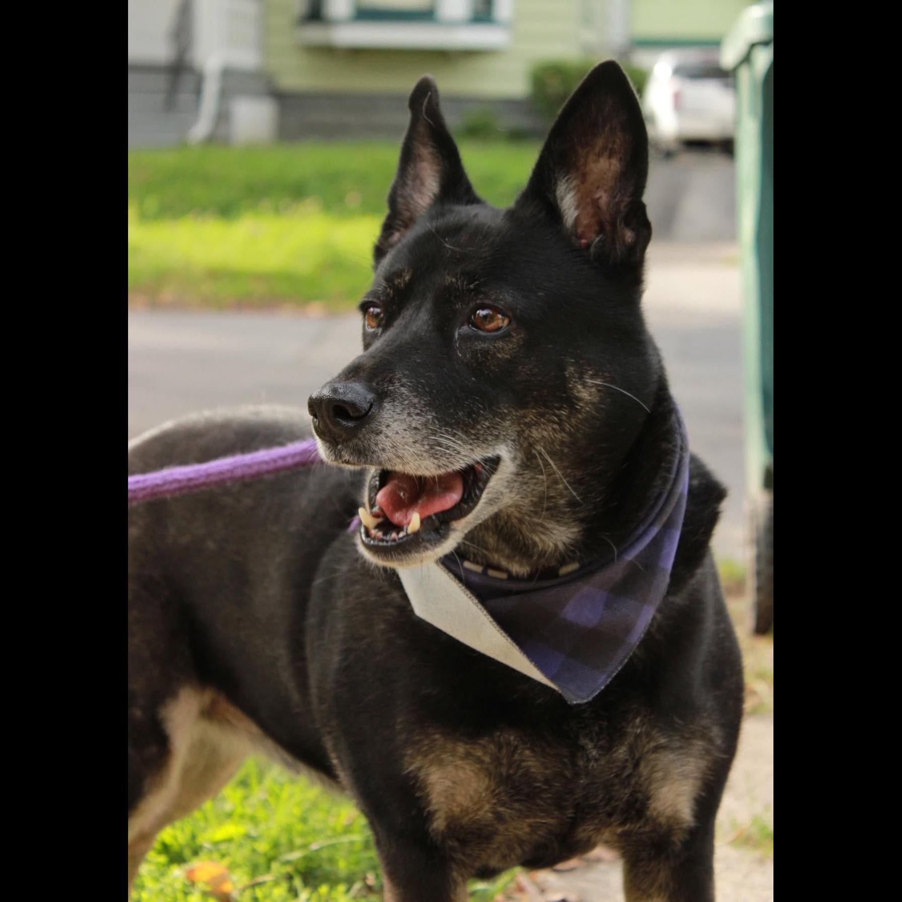 Enlarge Waffles: Adopt or Forever Foster, a Adoptable mixed breed in Rochester, NY image 3/6