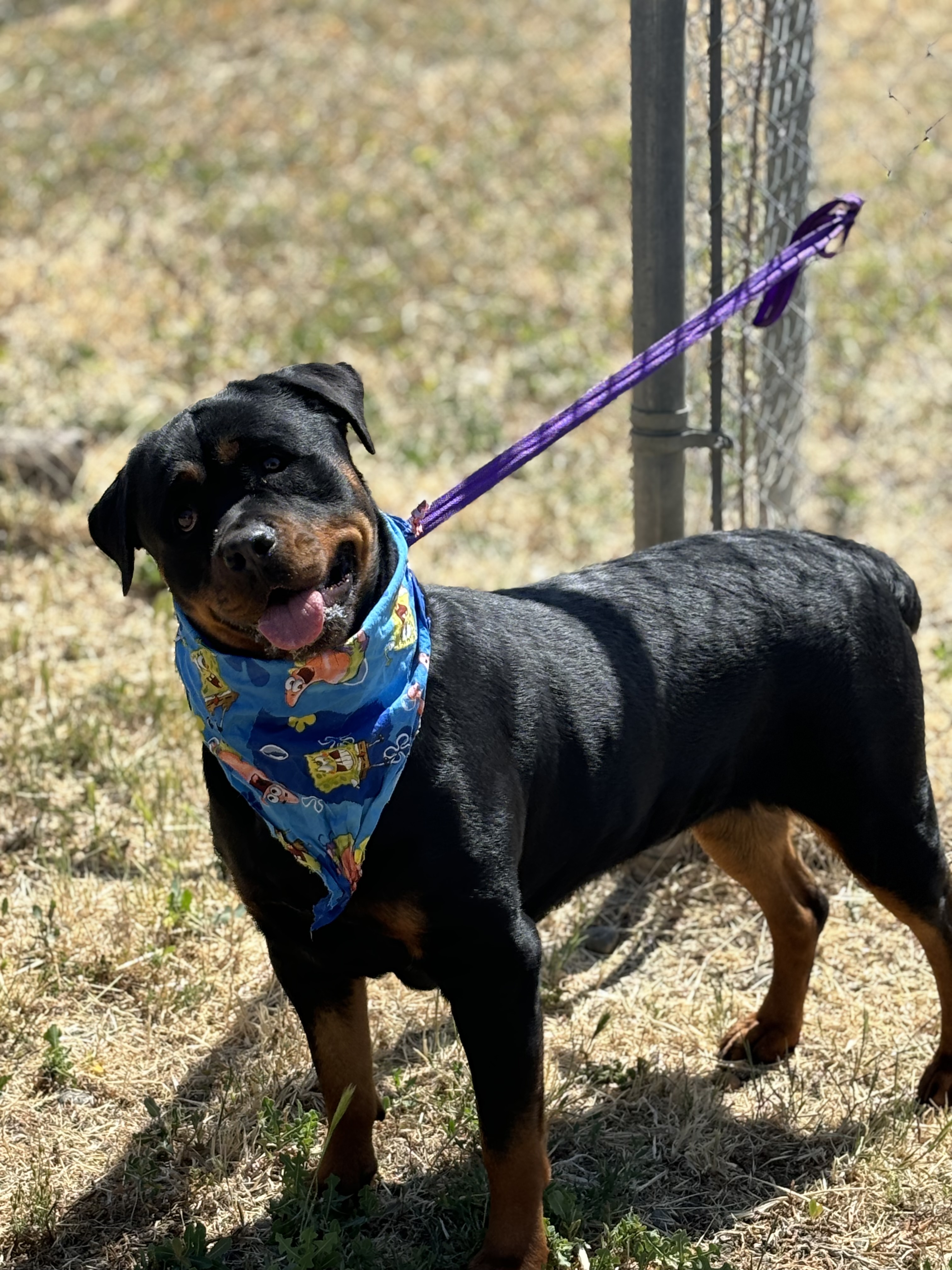 Peace, a Adoptable Rottweiler in Woodland, CA image 1/2
