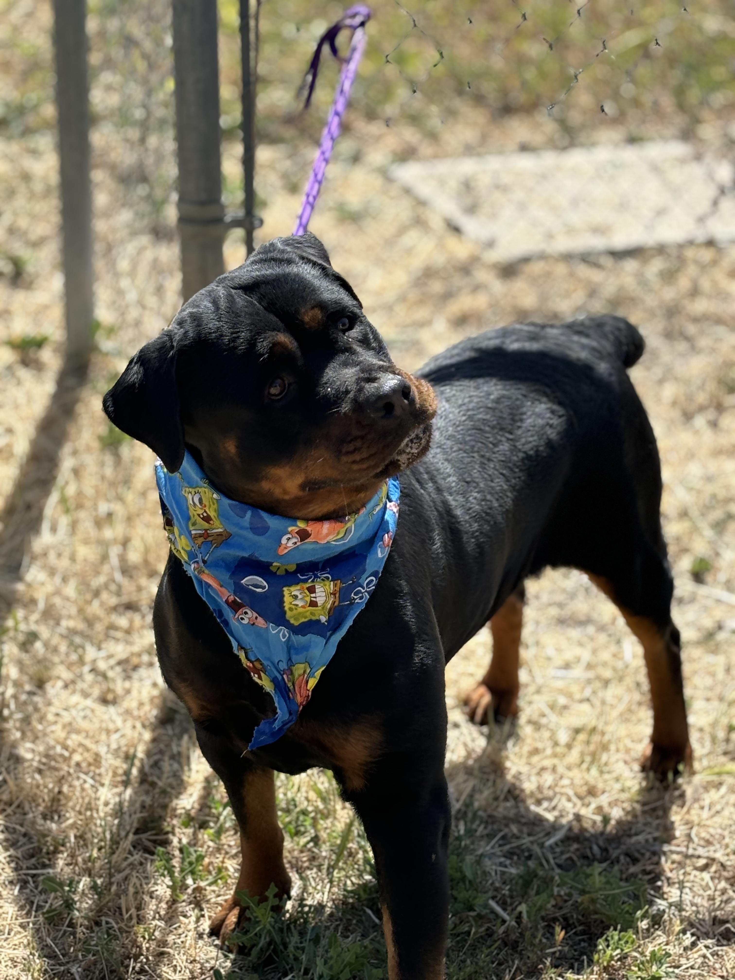 Peace, a Adoptable Rottweiler in Woodland, CA image 2/2