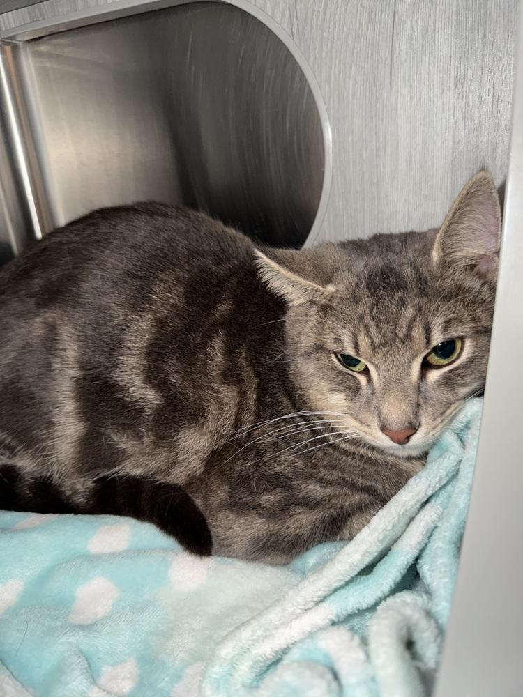 Enlarge Tigrou, a Adoptable Domestic Short Hair in Orlando, FL image 1/6