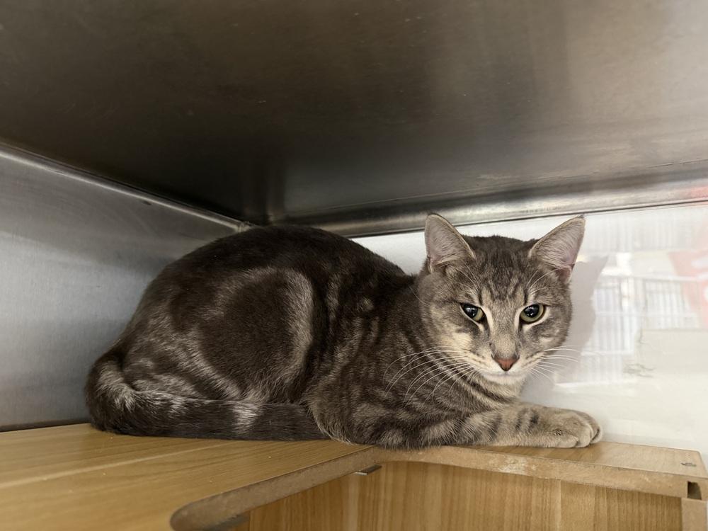 Enlarge Tigrou, a Adoptable Domestic Short Hair in Orlando, FL image 2/6