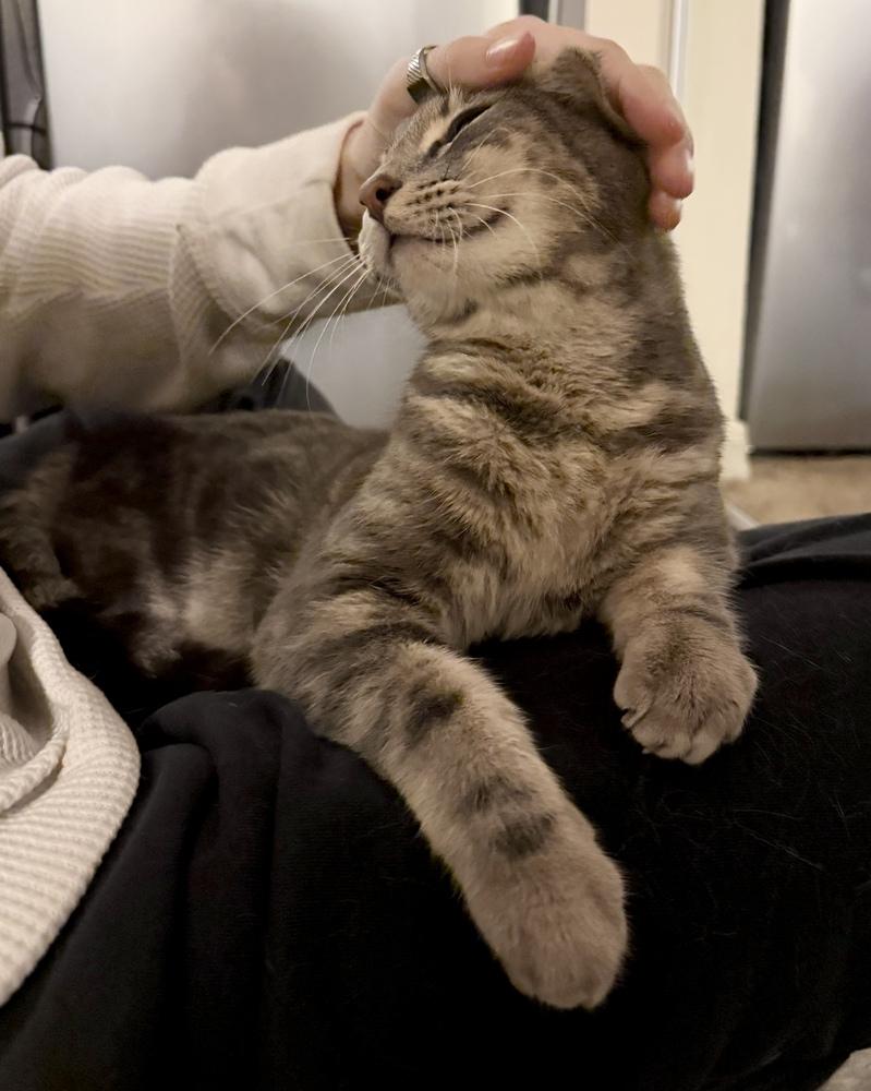 Enlarge Tigrou, a Adoptable Domestic Short Hair in Orlando, FL image 3/6