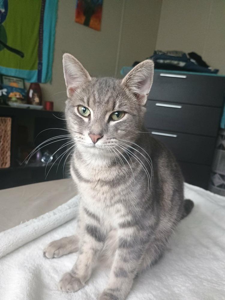 Tigrou — thumbnail 4