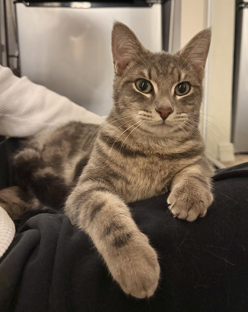 Enlarge Tigrou, a Adoptable Domestic Short Hair in Orlando, FL image 5/6